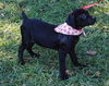 Frieda the Rottie/Lab Puppy