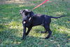 Frieda the Rottie/Lab Puppy