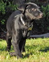Frieda the Rottie/Lab Puppy