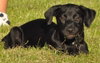 Frieda the Rottie/Lab Puppy