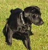 Frieda the Rottie/Lab Puppy