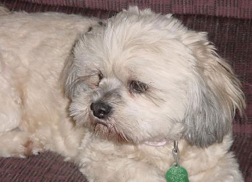 Mai Ling the Lhasa Apso