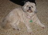 Mai Ling the Lhasa Apso
