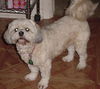 Mai Ling the Lhasa Apso