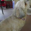 Mai Ling the Lhasa Apso