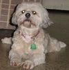 Mai Ling the Lhasa Apso