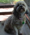 Mai Ling the Lhasa Apso