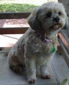 Mai Ling the Lhasa Apso