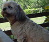 Mai Ling the Lhasa Apso