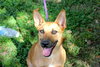 Missy the Malinois Puppy
