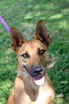 Missy the Malinois Puppy
