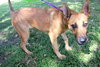 Missy the Malinois Puppy