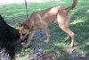 Missy the Malinois Puppy