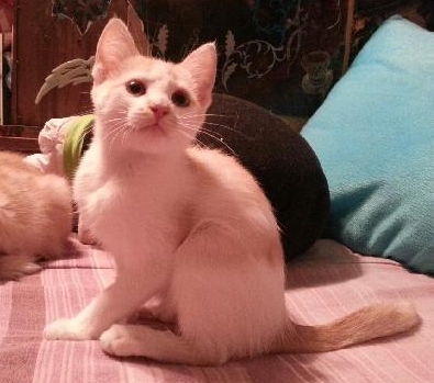 Leila the Pretty Kitten