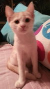 Leila the Pretty Kitten
