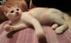 Leila the Pretty Kitten