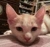 Leila the Pretty Kitten