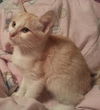 Lulu the SweetHeart Kitten