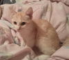 Lulu the SweetHeart Kitten