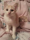Lulu the SweetHeart Kitten