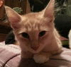 Louie the  Lover Boy Kitten