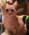 Louie the  Lover Boy Kitten