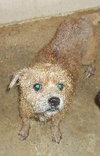 Frizzle the Terrier Mix