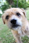 Frizzle the Terrier Mix