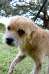 Frizzle the Terrier Mix