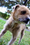 Frizzle the Terrier Mix