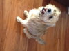 Frizzle the Terrier Mix