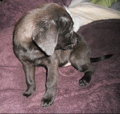 Fajita the Lab Puppy