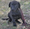 Beans the Lab Puppy