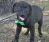 Beans the Lab Puppy