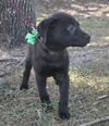 Beans the Lab Puppy