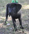 Beans the Lab Puppy