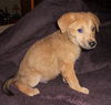Chile the Lab Puppy