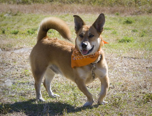 Thor the Manly Dog