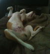 Devan aka Barkley