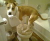 Devan aka Barkley