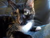Sara the Declawed Tortie Beauty