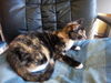 Sara the Declawed Tortie Beauty