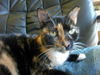 Sara the Declawed Tortie Beauty