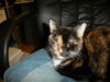 Sara the Declawed Tortie Beauty