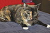 Sara the Declawed Tortie Beauty