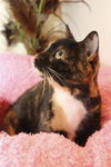 Sara the Declawed Tortie Beauty