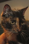 Sara the Declawed Tortie Beauty