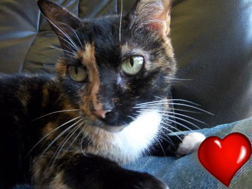 Sara the Declawed Tortie Beauty
