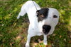 Menchy the Happy Terrier
