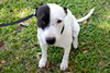 Menchy the Happy Terrier